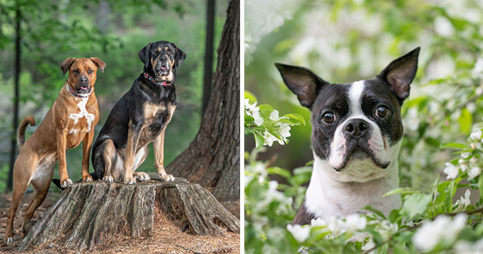 21 Pictures Of Rescued Dogs That I Professionally Photographed To Help Raise Money For An Awareness Project