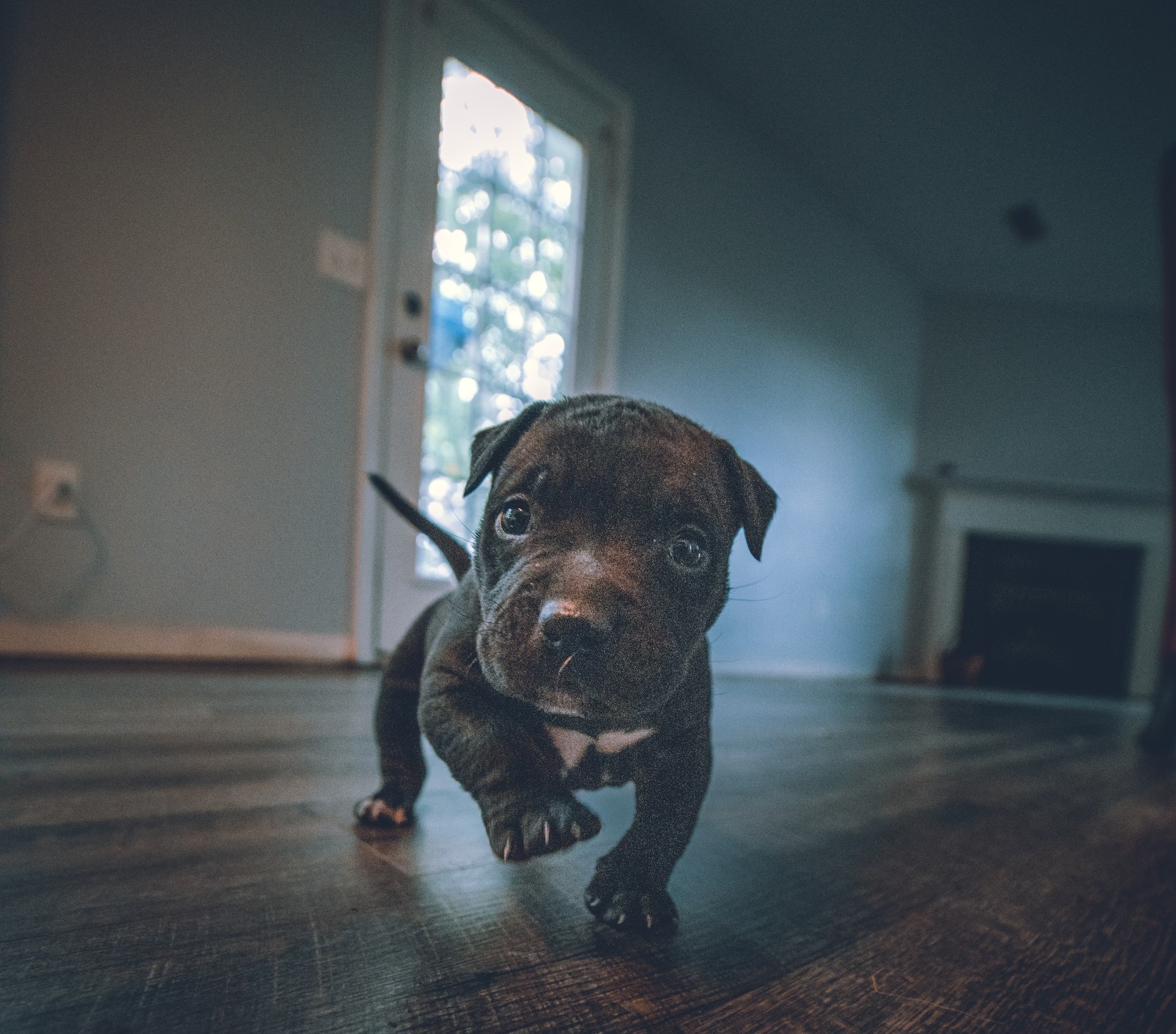 A small black puppy walking on hardwood floor in a living room.