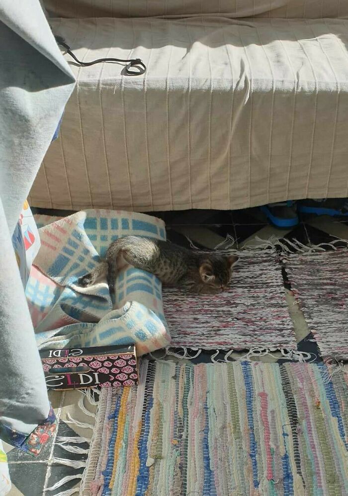 My Mum's Kitten Arrived Through The Cat Distribution System 2 Days Ago And Has Been Sleeping At Random Times, Places & Positions 😹