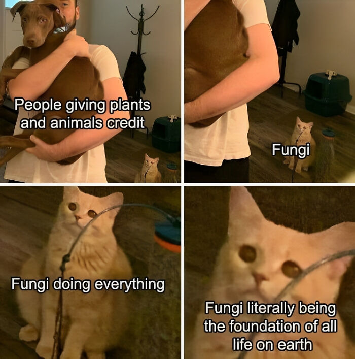 Science-Physics-Memes