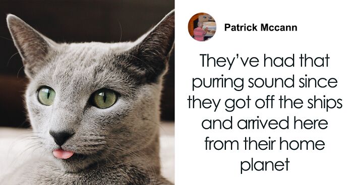 “A Great Surprise”: Scientists Stunned After Discovering How Cats Purr
