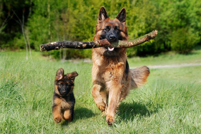 Adult and young German Shepherd dogs running with a stick, illustrating different dog ages.