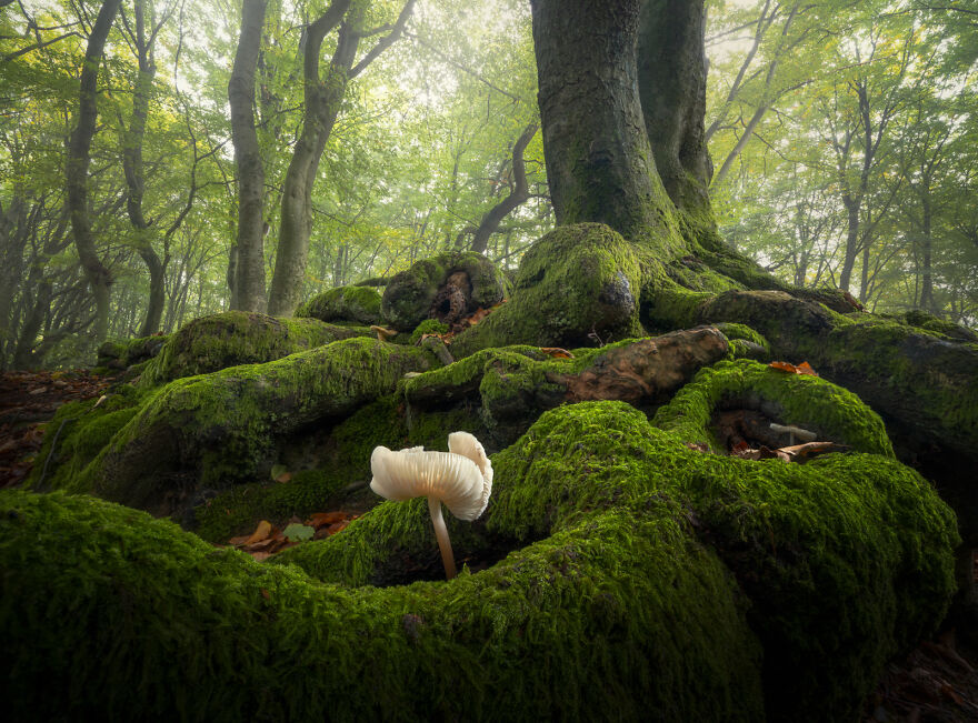 Photograph of mushrooms in a forest