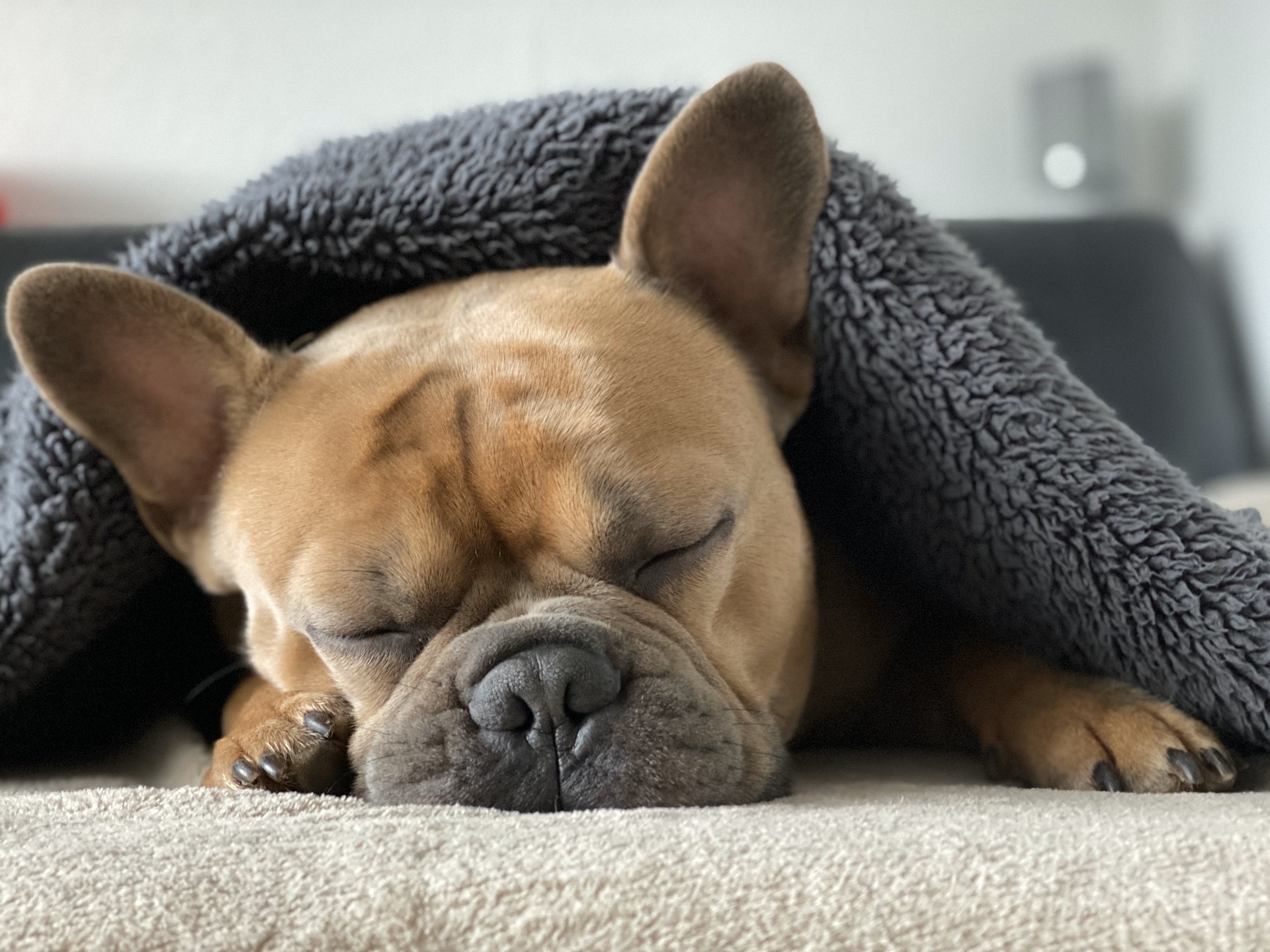 Sleeping dog snuggled under a gray blanket, illustrating sleep startle reflex in dogs.