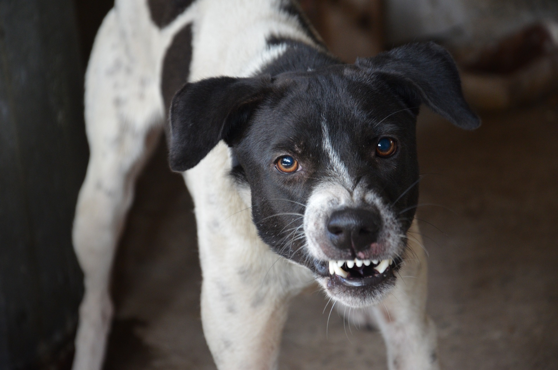 Dog displaying aggression with bared teeth due to sleep startle reflex.