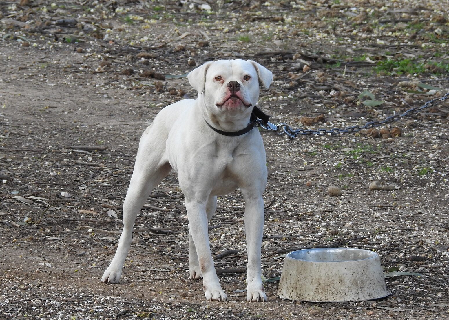 White dog on a leash beside a metal bowl, illustrating sleep startle reflex in dogs.