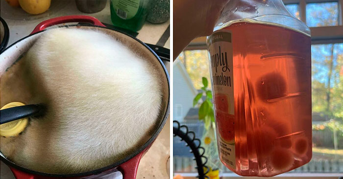 35 Curious Pictures That Can Only Be Described As ‘Moldly Interesting’