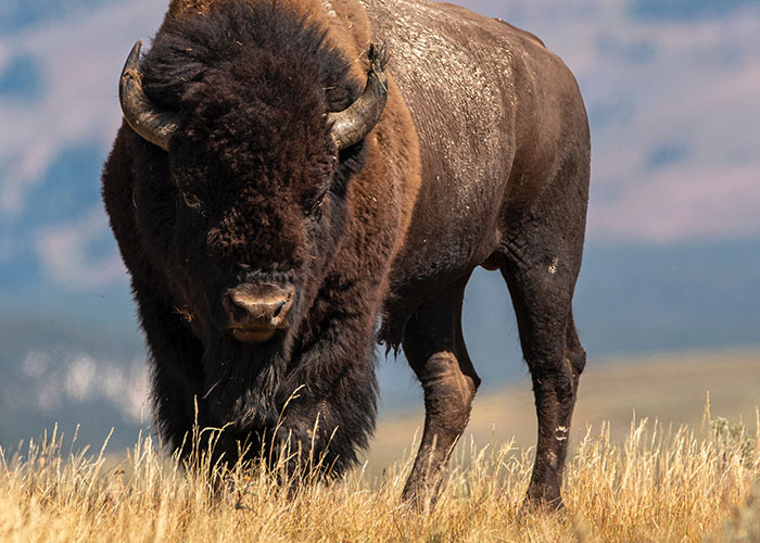 “What Should People Absolutely Not Do When Visiting Your Country?” (45 Answers)