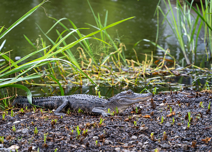 “What Should People Absolutely Not Do When Visiting Your Country?” (45 Answers)