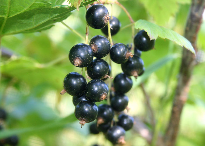 30 British People Share "Totally Normal" Things That Are "Nonexistent" In America