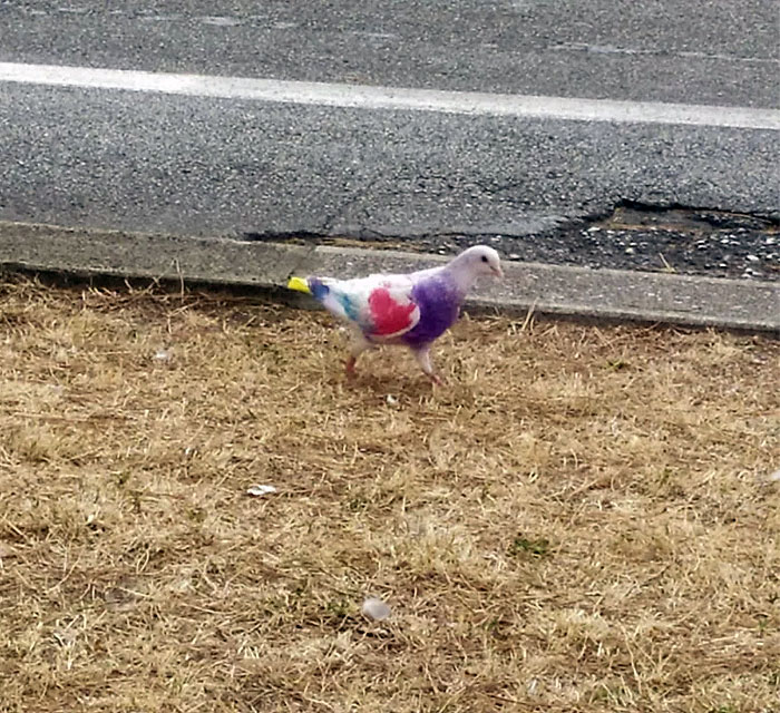 The Pigeon I Found On My Morning Walk 