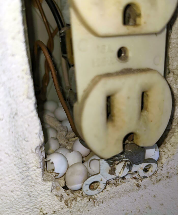 Lizard Eggs (I Hope) Nestled In An Outlet Box