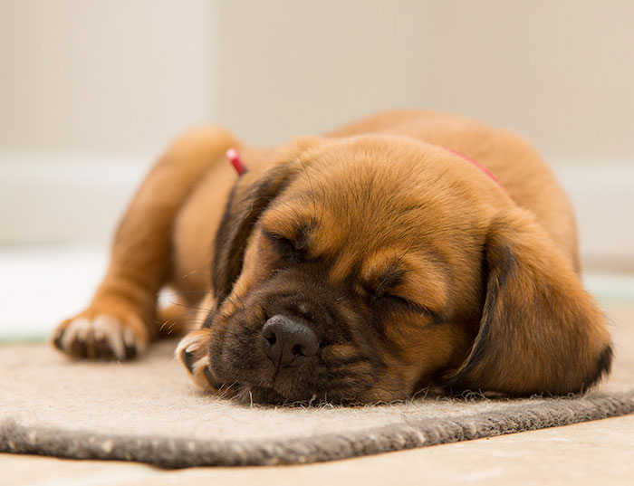 Sleeping dog on a rug showing signs of needing rest.