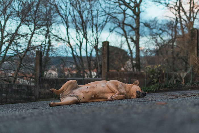 Tired dog lying on its back outdoors, indicating need for rest in a healthy routine.
