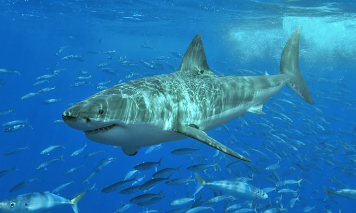 40 ‘Today I Learned’ Facts That Might Save You At The Next Trivia Night (New Pics)