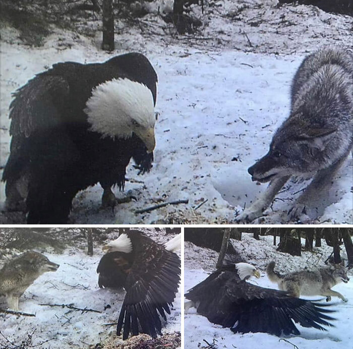 Bald Eagle Size vs. Grey Wolf, Caught On Trail Cam