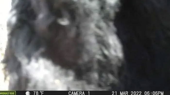 Here Are Some Photos From The Trail Cam That Was Ripped Down In Reference To My Last Post For All You Crypto Zoologists To Debunk