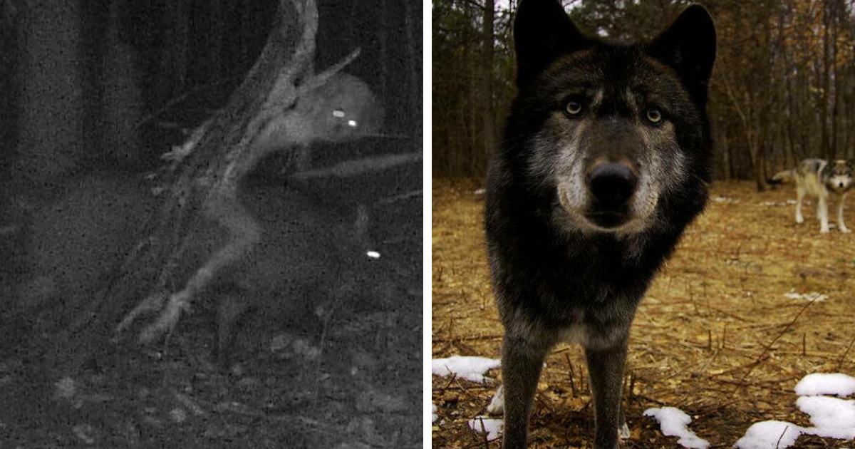 20 Momentos captados por cámaras de rastreo que quizá no deberíamos ver