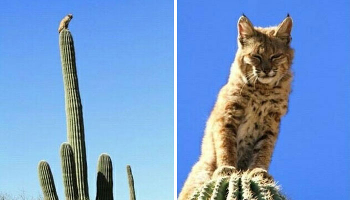Bobcat Sitting On Top Of 40-Foot-Tall Cactus In The Arizona Desert After Being Chased By A Mountain Lion