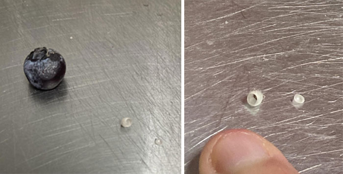 I Found What Looks Like An Egg Inside Of My Blueberry This Morning