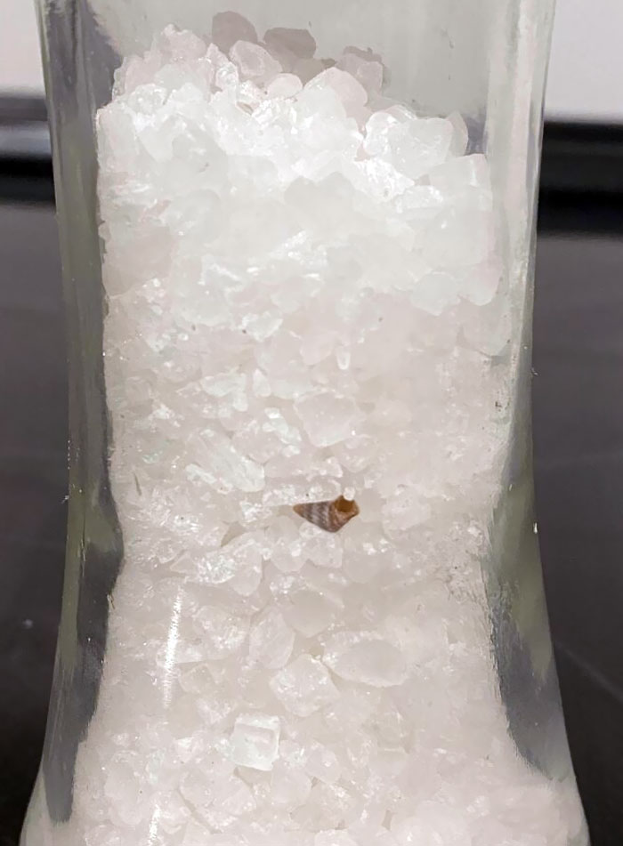 Sea Shell In My Sea Salt