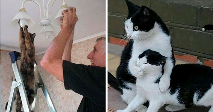 50 Funny Photos Of “Cats Being Weird Little Guys” That Prove Life With A Cat Is Never Boring (New Pics)