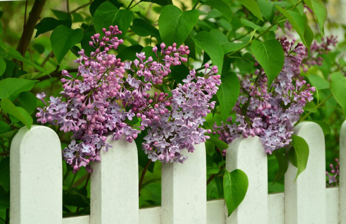Rounded-edge white picket fence with lilacs growing above it Rounded-edge white picket fence with lilacs growing above it