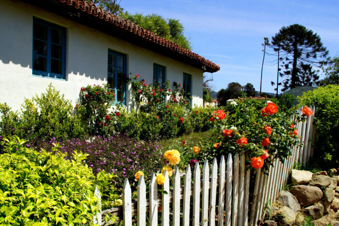 Flowers growing over a white picket fence Flowers growing over a white picket fence
