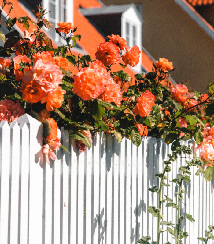 Orange flowers growing above a white wooden fence Orange flowers growing above a white wooden fence