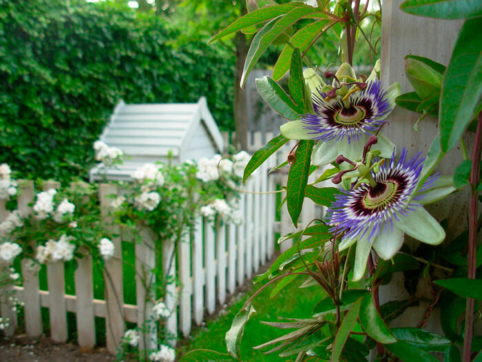 A close-up of flowers and a white picket fence enclosing a dog house and flowers in the background A close-up of flowers and a white picket fence enclosing a dog house and flowers in the background