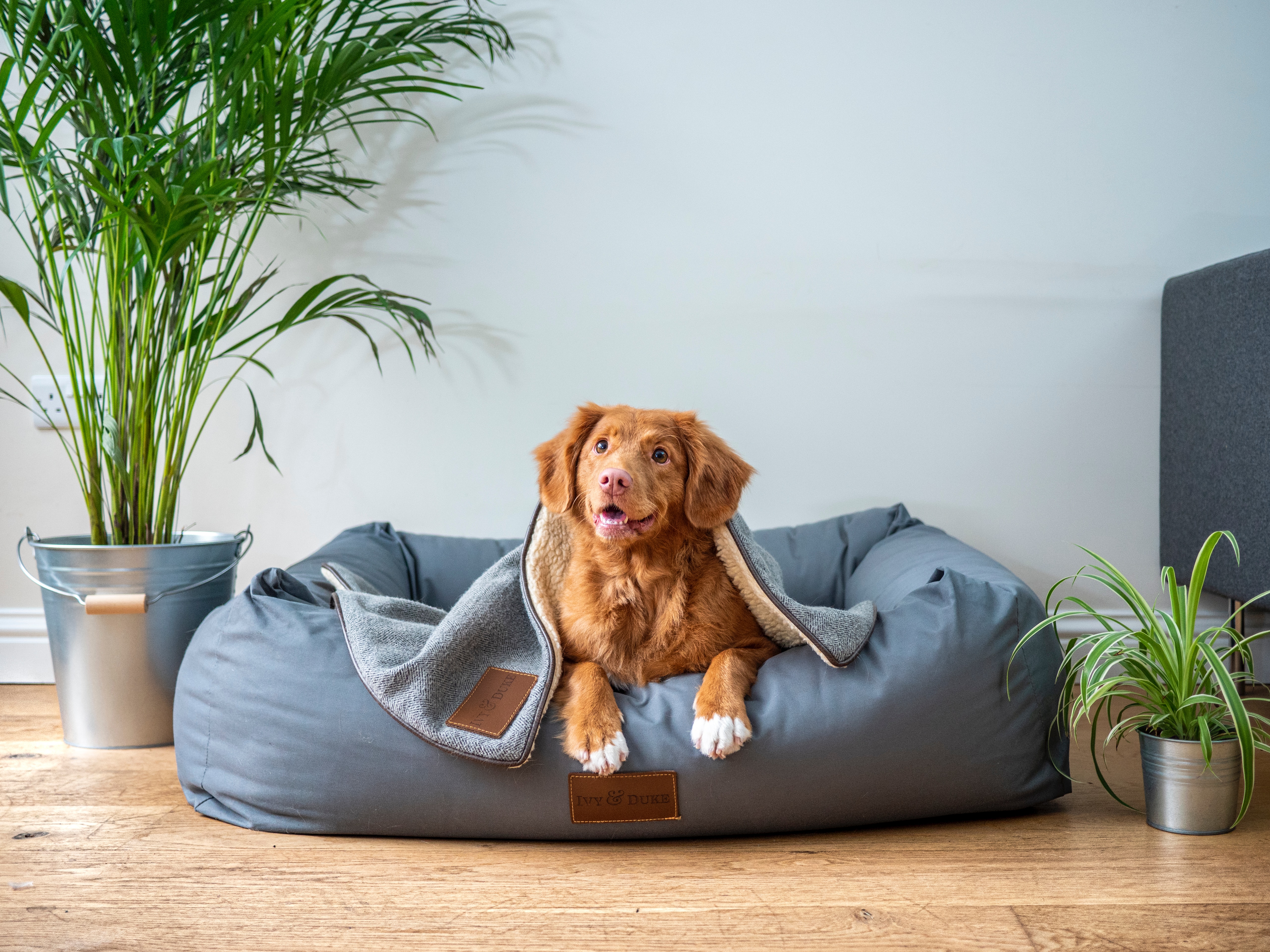 Dog sitting in a cozy gray bed between two potted plants, highlighting reasons dogs dig in their beds. Dog sitting in a cozy gray bed between two potted plants, highlighting reasons dogs dig in their beds.