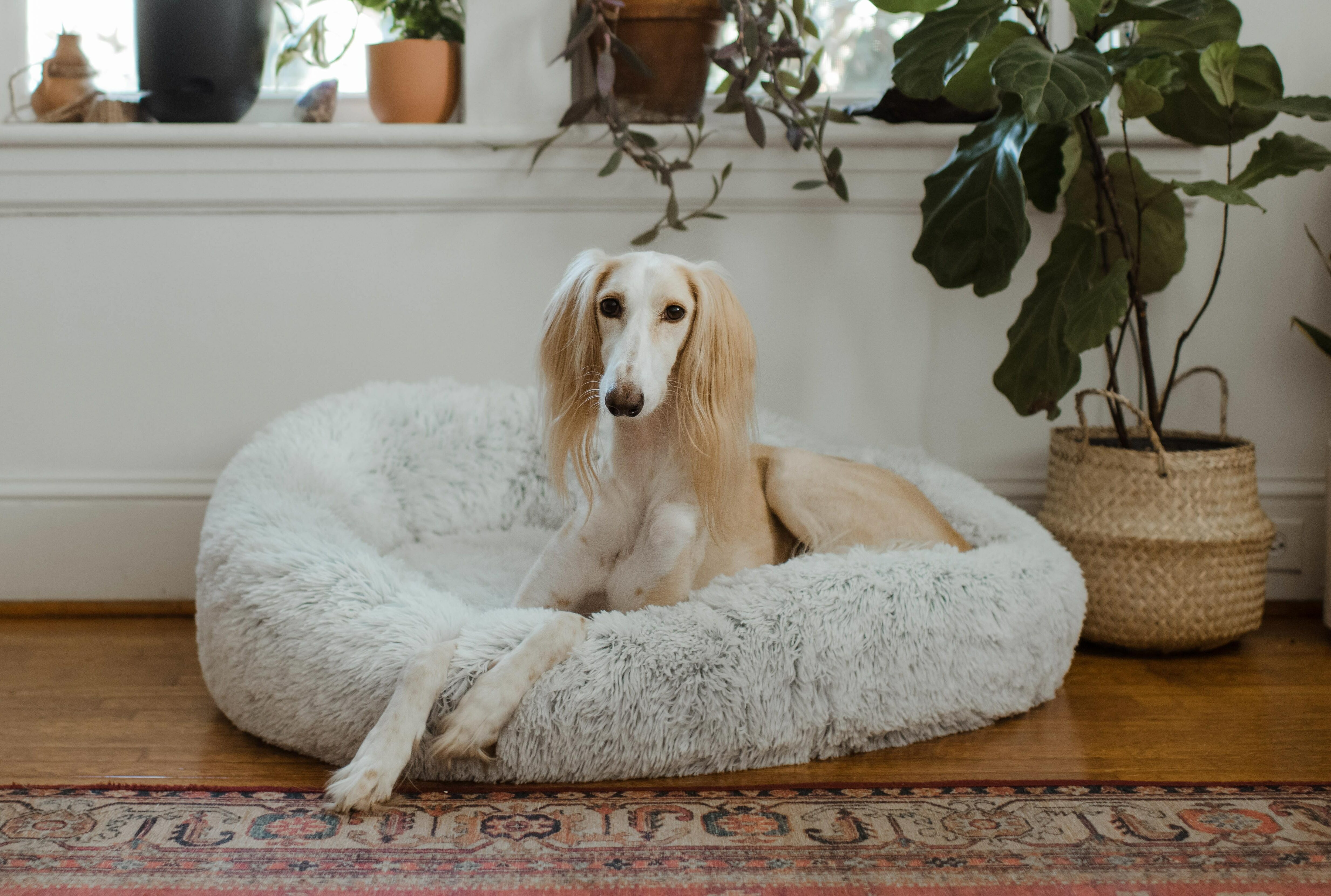 Dog lying in a cozy bed, surrounded by plants, illustrating why dogs dig in their beds. Dog lying in a cozy bed, surrounded by plants, illustrating why dogs dig in their beds.