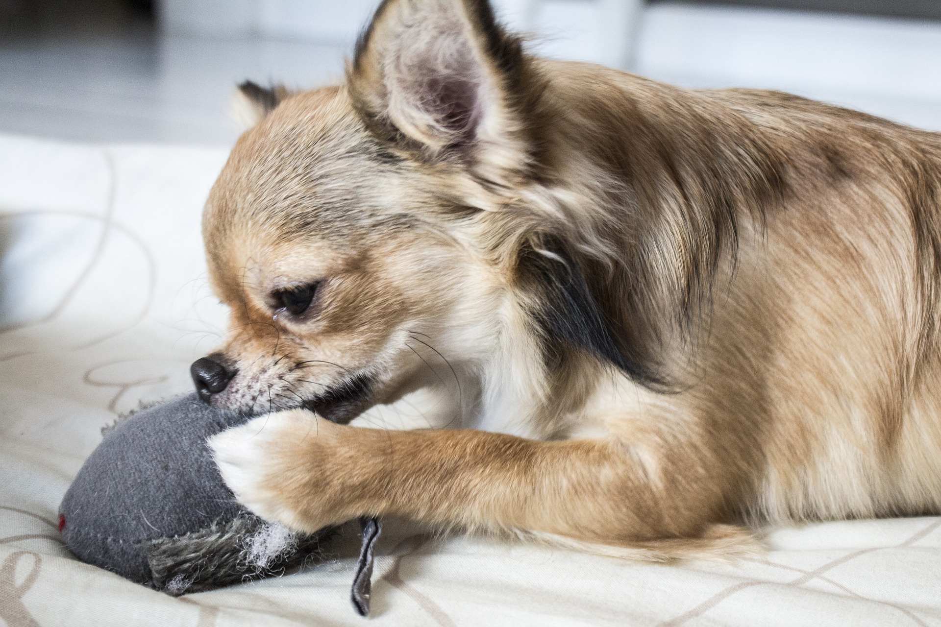 Small dog chewing on a gray sock on a bed. Small dog chewing on a gray sock on a bed.