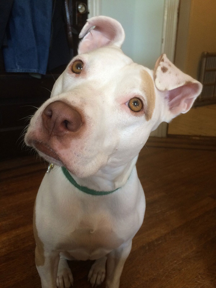 White dog with a green collar tilting head, curious about why dogs howl.