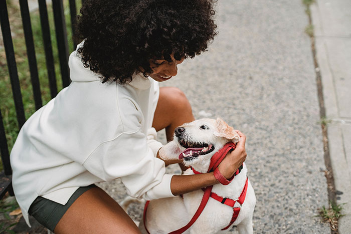 Person petting a happy dog on a leash on the sidewalk, illustrating dogs enjoying affection like belly rubs. Person petting a happy dog on a leash on the sidewalk, illustrating dogs enjoying affection like belly rubs.