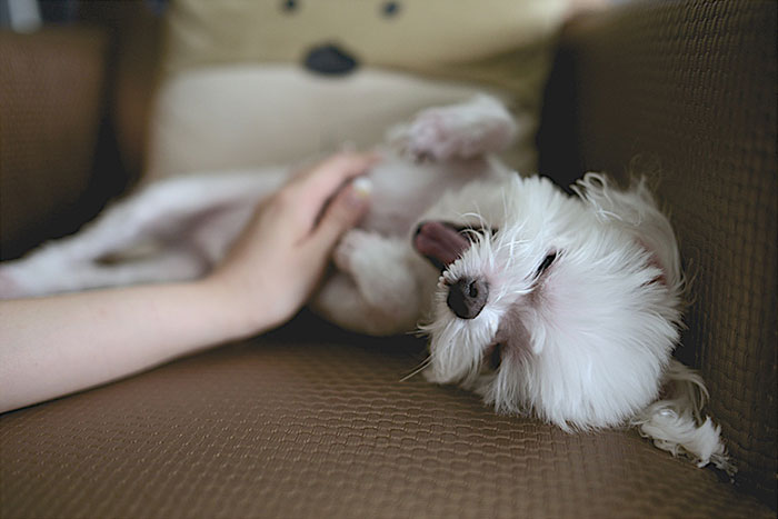 A small white dog enjoys a belly rub on a brown couch, showcasing why dogs like the affection. A small white dog enjoys a belly rub on a brown couch, showcasing why dogs like the affection.