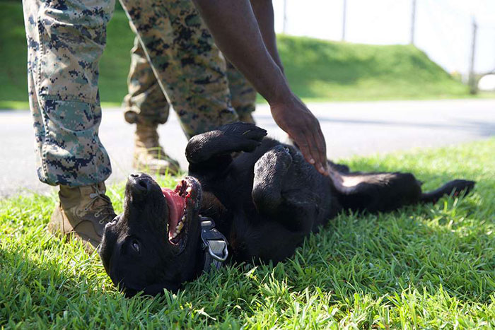 A black dog enjoying belly rubs from a person in camouflage pants on grass. A black dog enjoying belly rubs from a person in camouflage pants on grass.