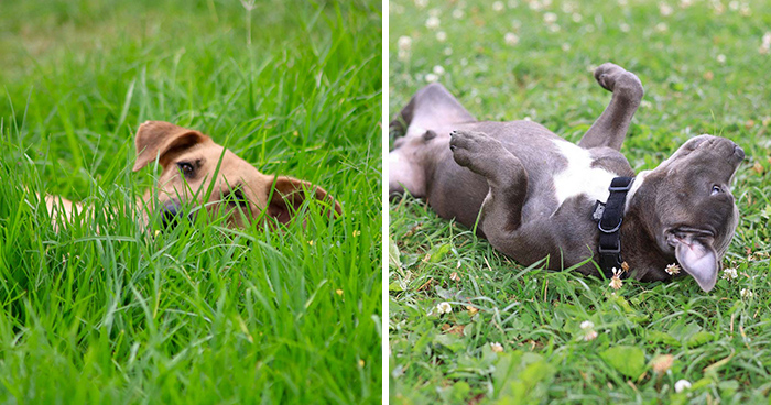 Why Do Dogs Like to Roll in the Grass? 5 Reasons Behind It