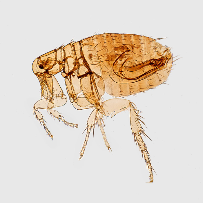 Microscopic view of a flea, a common reason your dog keeps licking the base of their tail.