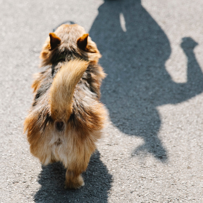 A dog walking away, showing the base of their tail, on a sunny day.