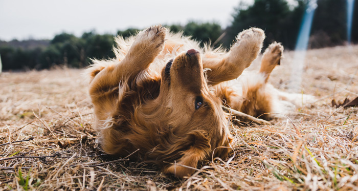 A golden retriever rolls joyfully in a grassy field, licking its tail base playfully.