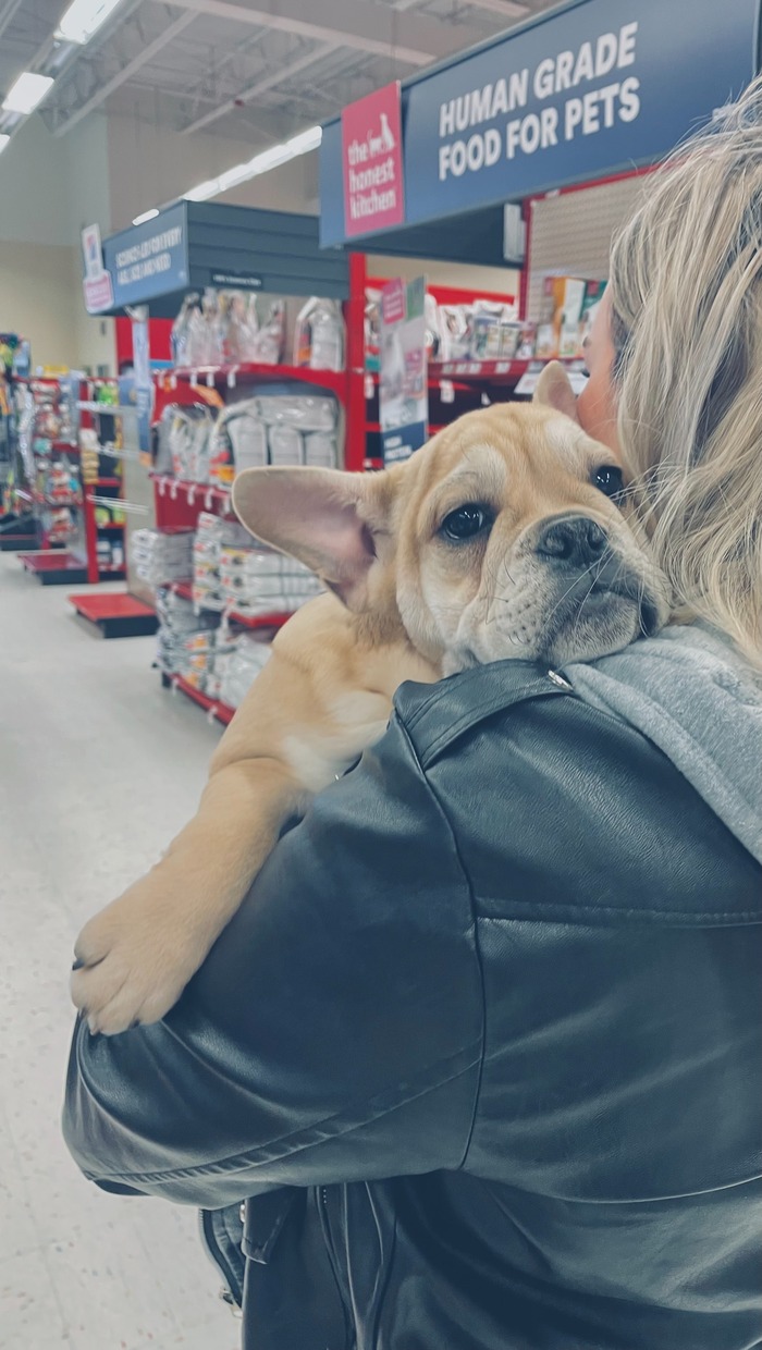 A dog being carried in a pet-friendly store, with shelves stocked with pet food supplies visible.