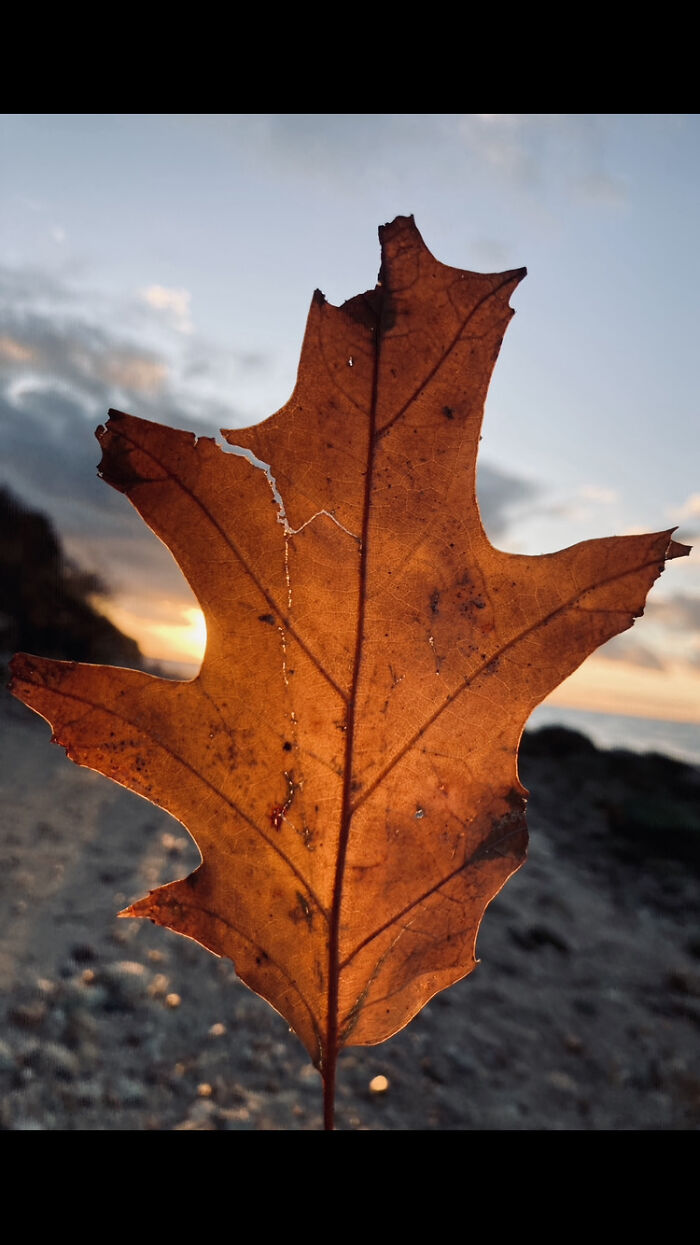 I Sketch And Paint, And Do Photography ( Below) . I Can’t Find Any Photos Of My Art (New Phone) But Have A Pic Of A Close Friends Sketch!