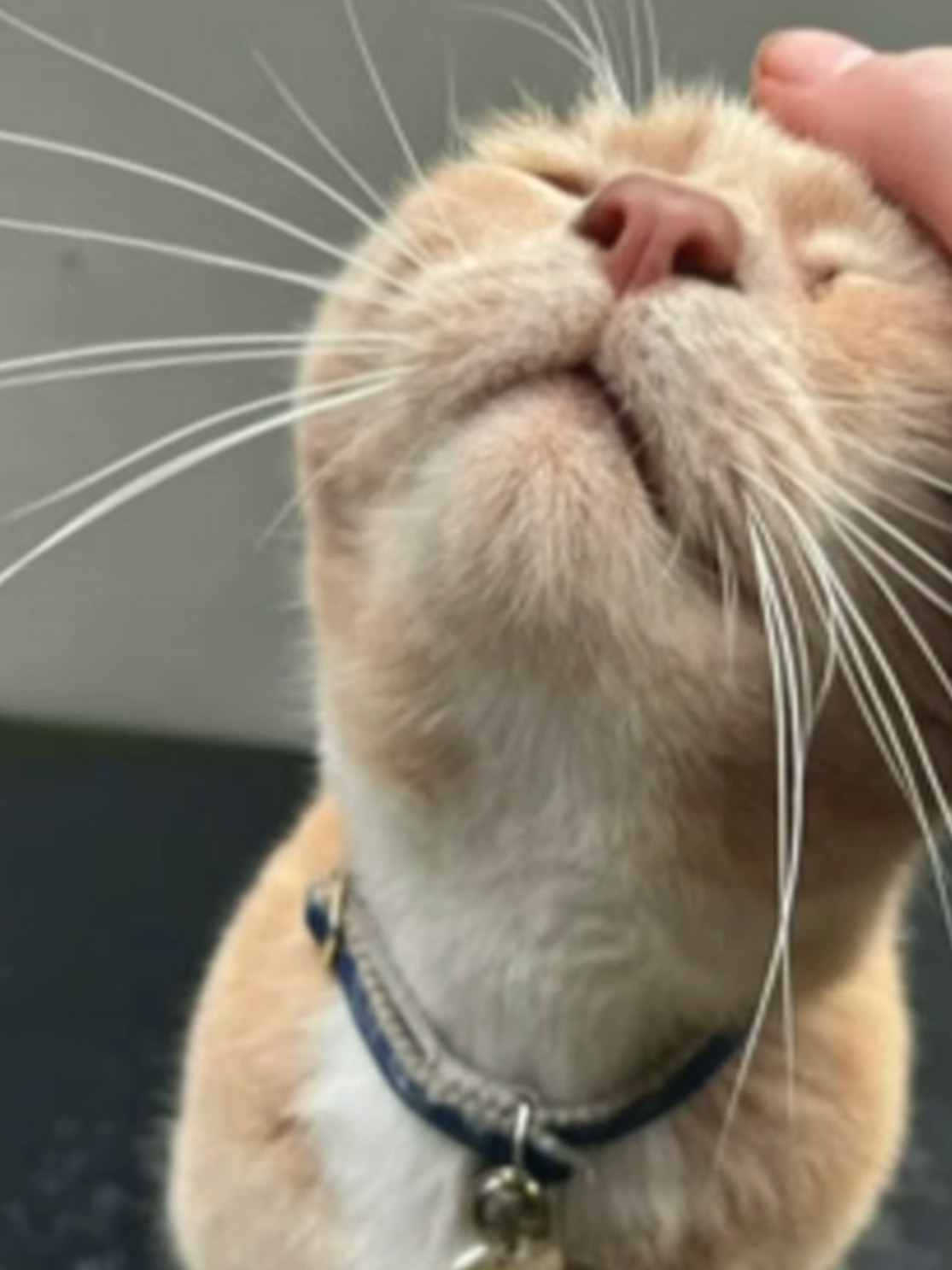 Yorkshire Tesco Cat Ban Backfires As People Threaten To Stop Shopping There If Cat Is Not Reinstated