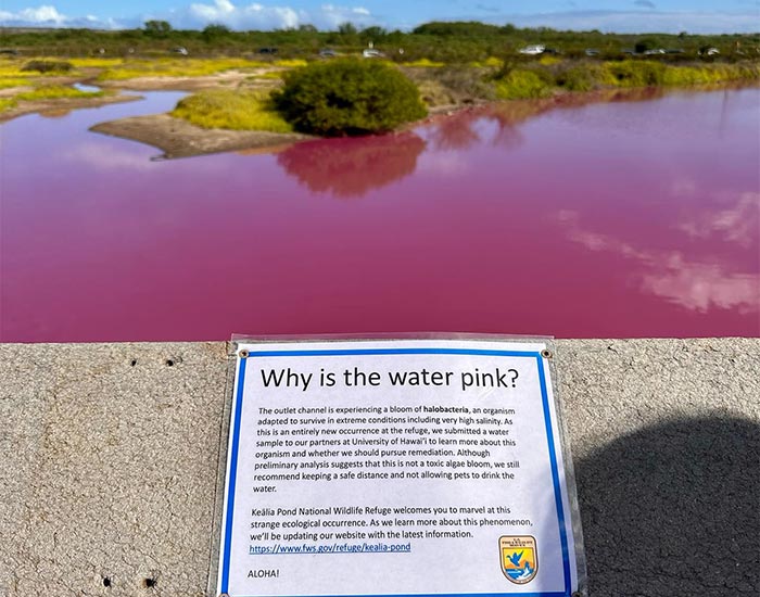 Hawaii Reservation Officials Puzzled By Pond Turning Mysteriously Pink