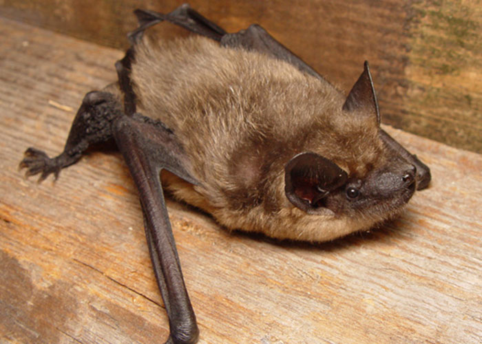 These Bats&rsquo; Tools Are Too Big To Reproduce Like Other Mammals, Scientists Find Out How They Do It