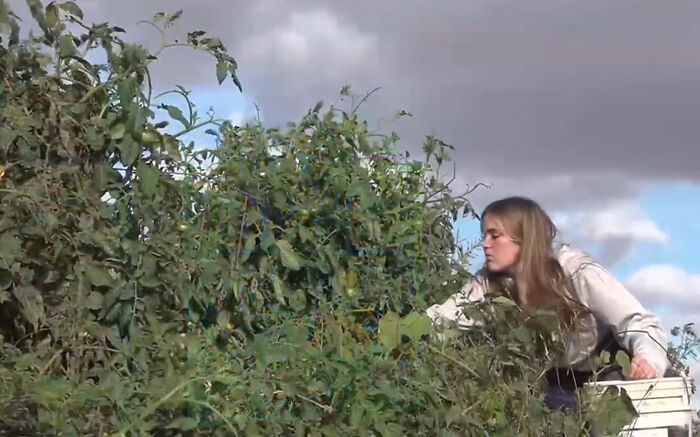 Teen Noticed Local Charities Don&rsquo;t Have Fresh Produce, Grows Over 7000 Pounds Of It