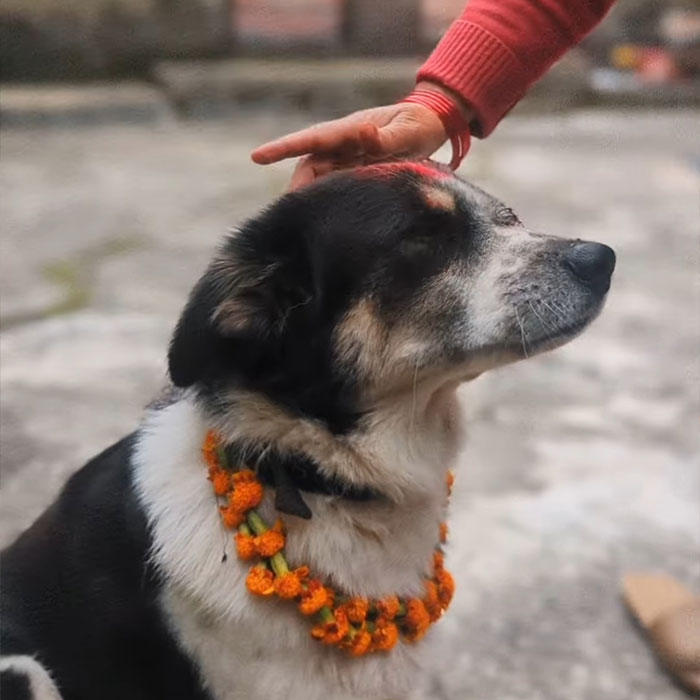 In This Annual Nepalese Festival, Dogs Get Pampered For Being God&rsquo;s Messengers