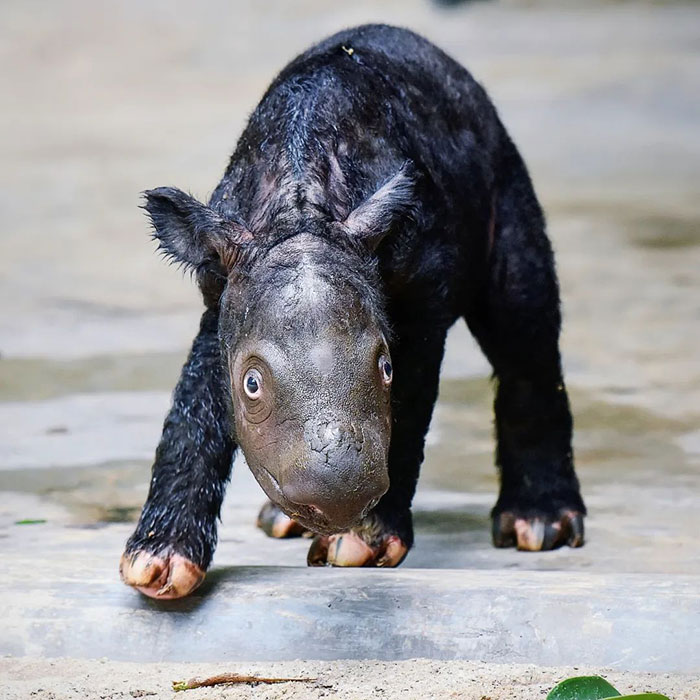 &ldquo;It&rsquo;s An Incredible Event&rdquo;: Critically Endangered Sumatran Rhino Welcomes Her First Baby Calf