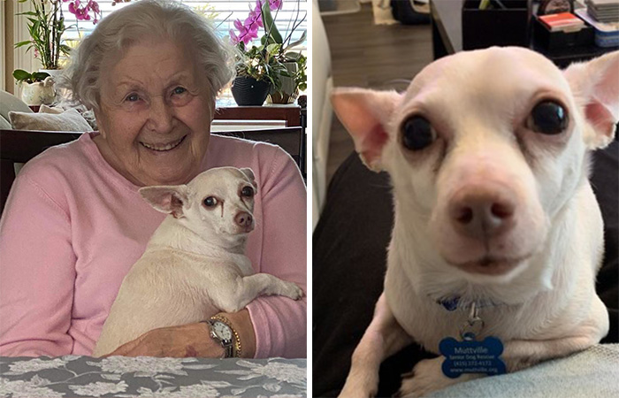 “Gucci Brought Joy Into The House”: Unwanted 11 Y.O. Dog Adopted By 100 Y.O. Woman
